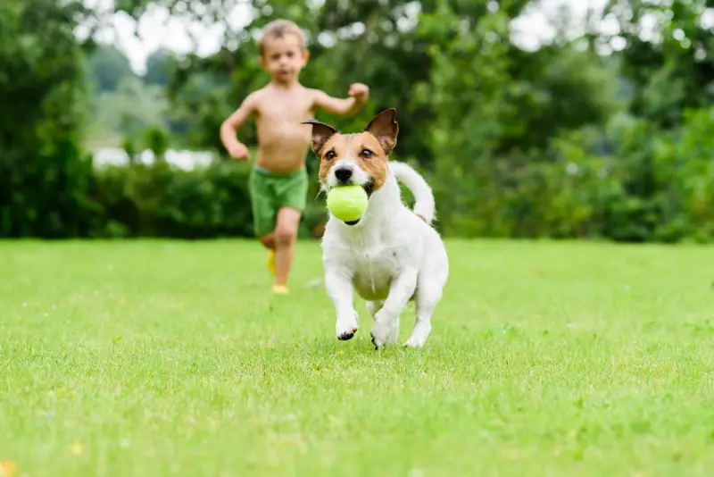 dog-boy-on-lawn-tennis-ball