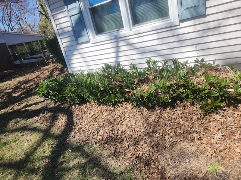 before image of shrubs on the side of house