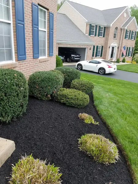 close up after image of shrubs in front of house 