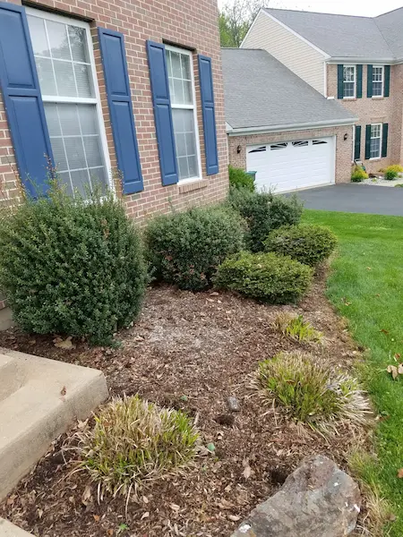 close up before image of shrubs in front of house 