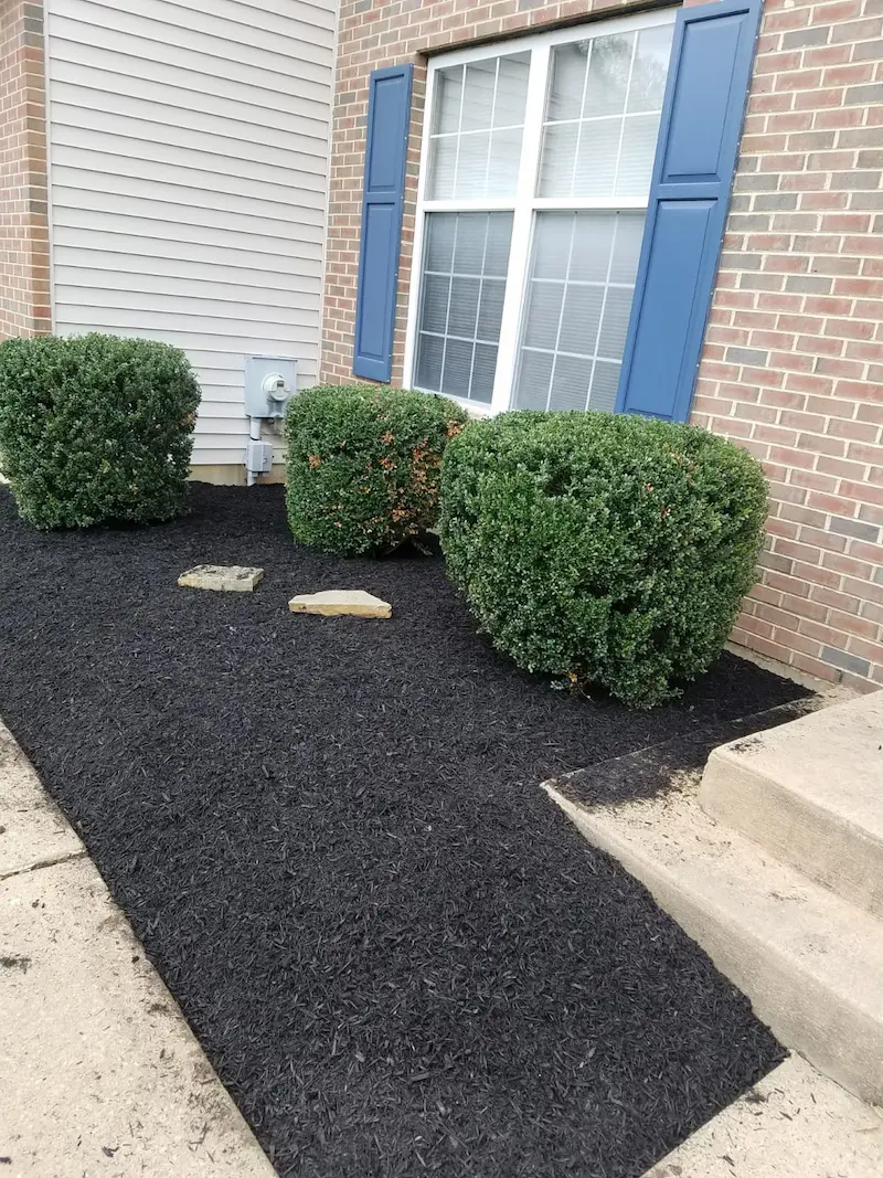 close up after image of shrubs