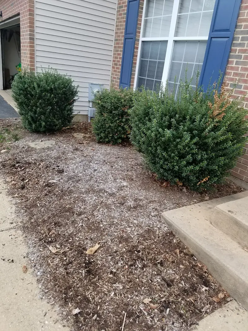 close up before image of shrubs