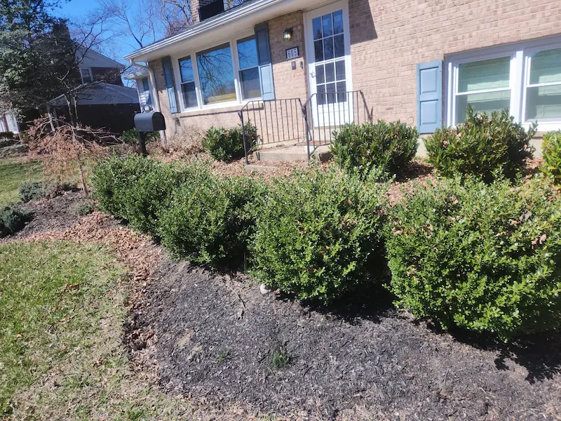 before image of shrubs in front of house