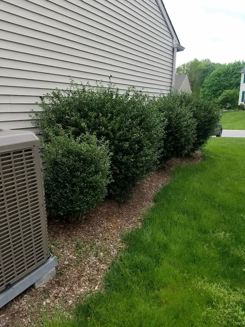 close up before image of shrubs next to house