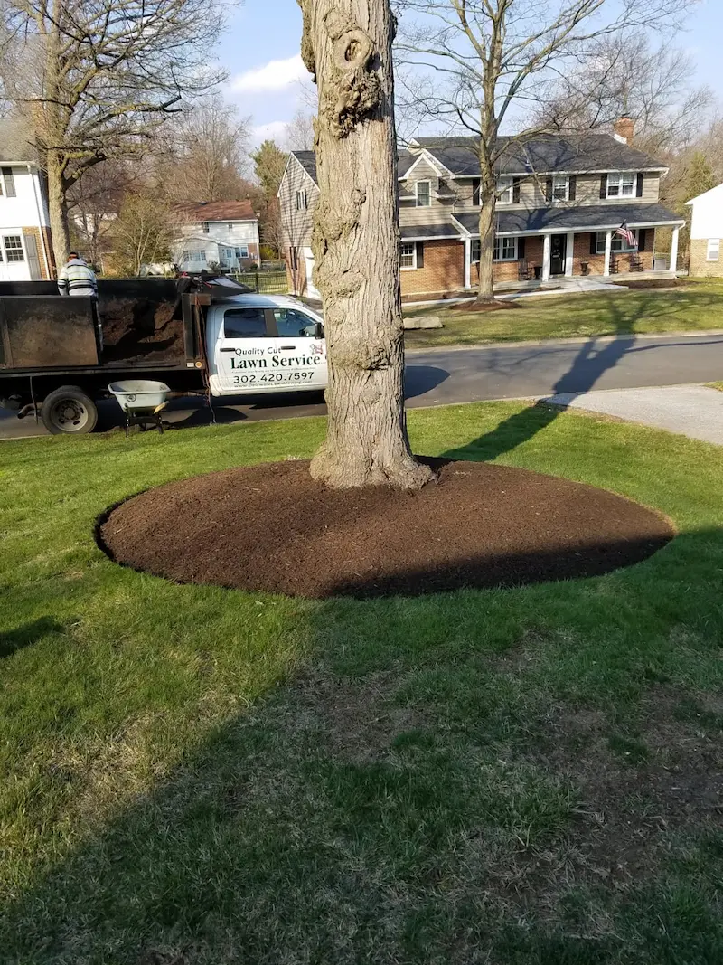 close up after image of tree in front yard