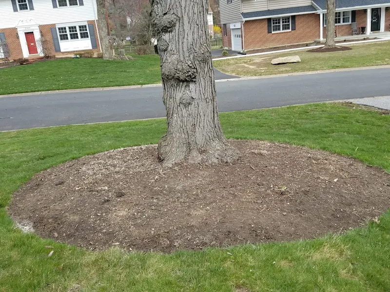 close up before image of tree in front yard