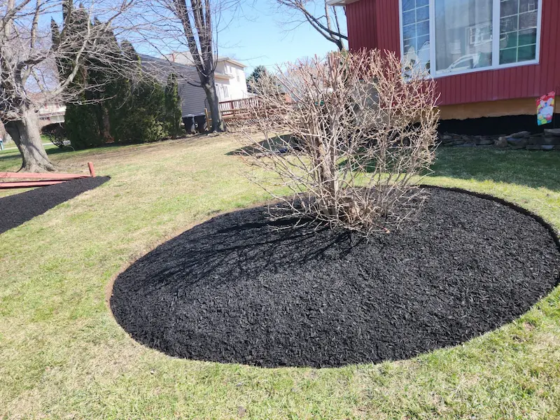 close up image of tree