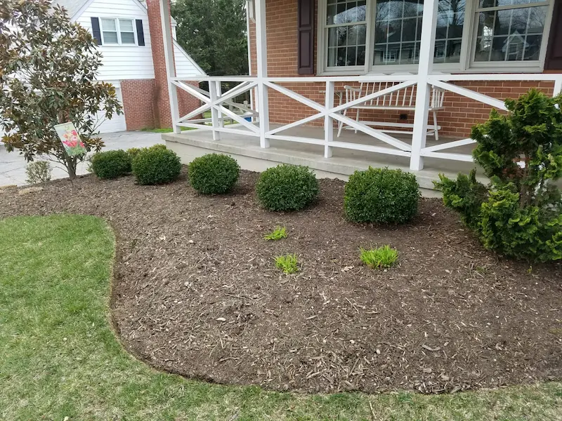 close up before image of front yard shrubs