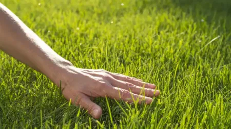 lawn-care-hand-on-grass