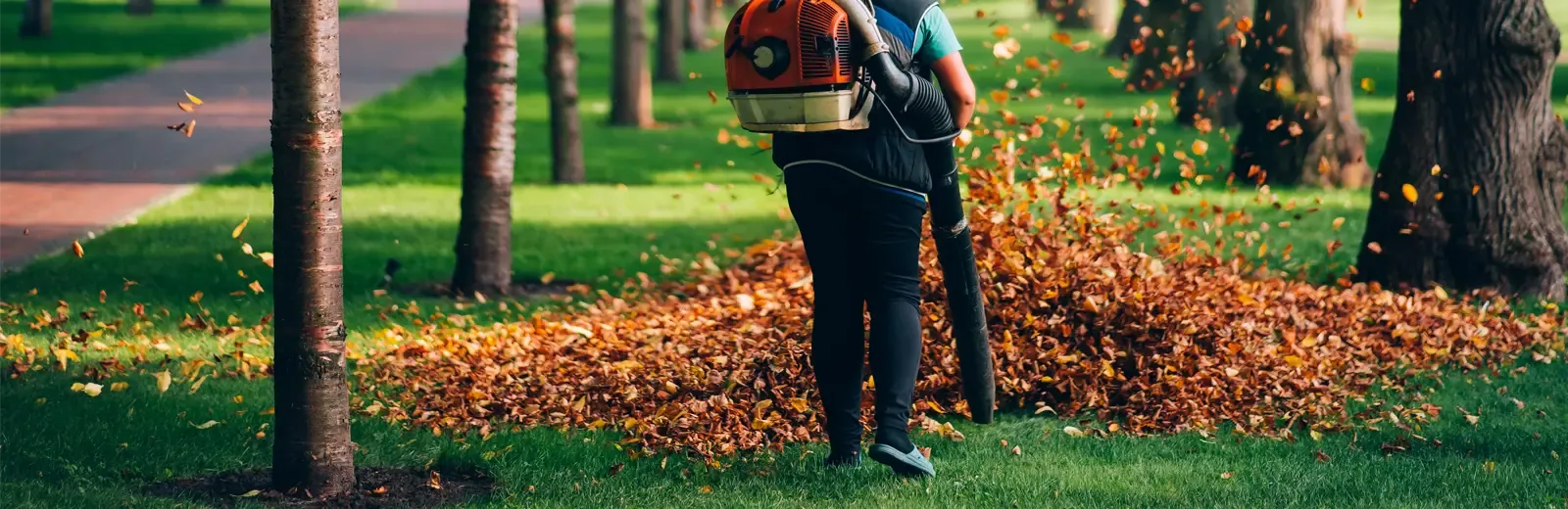 leaf clean up
