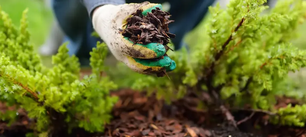 person holding mulch with glove on