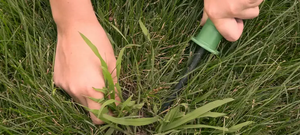 person picking crabgrass