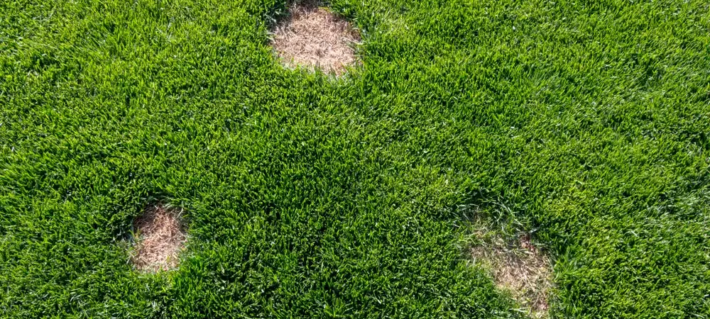 dollar spot lawn disease