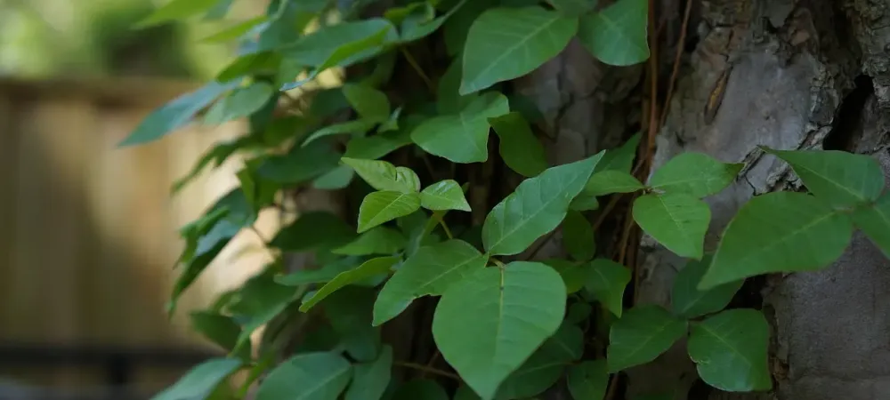 poison ivy