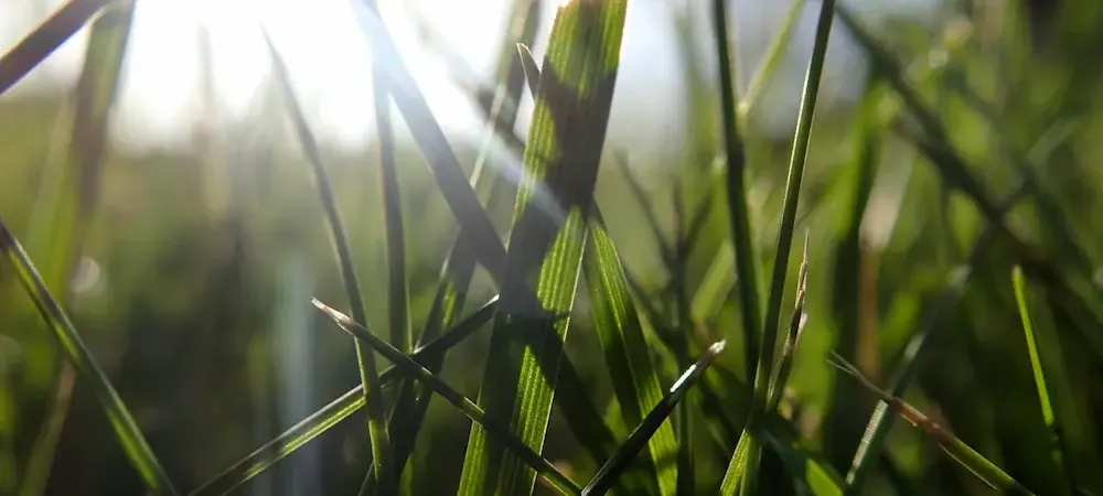 close up image of grass