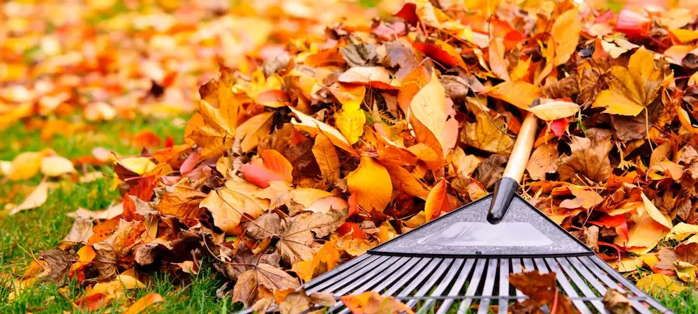 rake and bright orange brown leaves