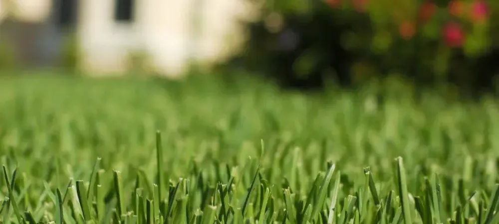 close up photo of grass with blurred house and bush in the background