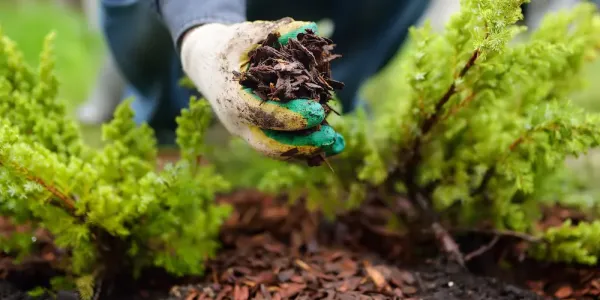 person holding mulch with glove on
