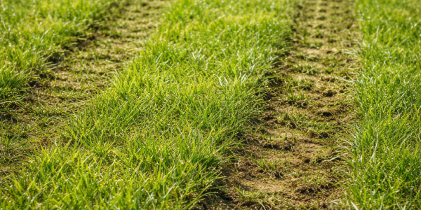 tire tracks on lawn
