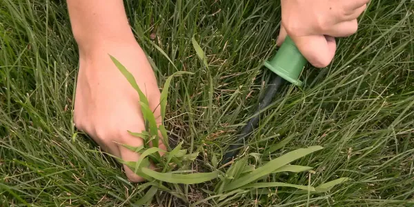person picking crabgrass