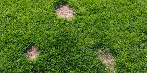 dollar spot lawn disease