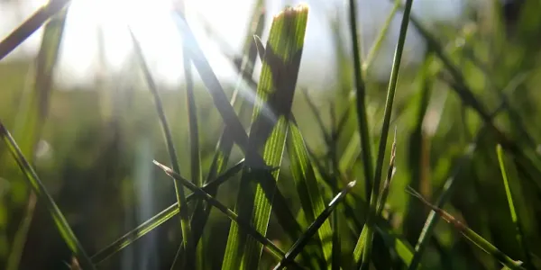 close up image of grass