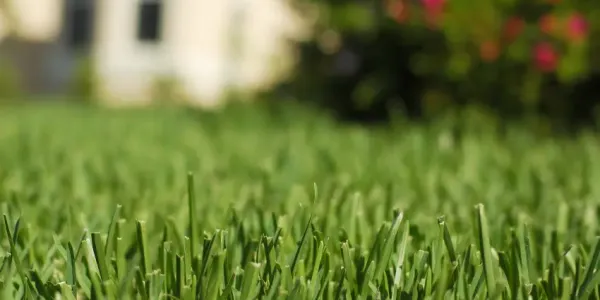 close up photo of grass with blurred house and bush in the background