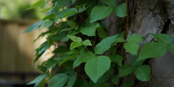poison ivy