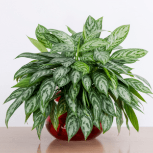 chinese evergreen