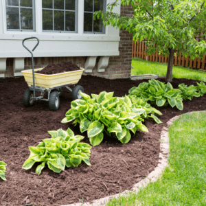 mulch in garden