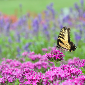 butterfly on flower in garden