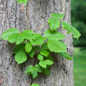 poison ivy on tree