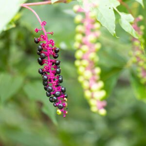 pokeweed tree