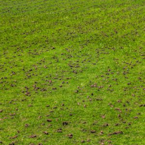 core aeration plugs on lawn